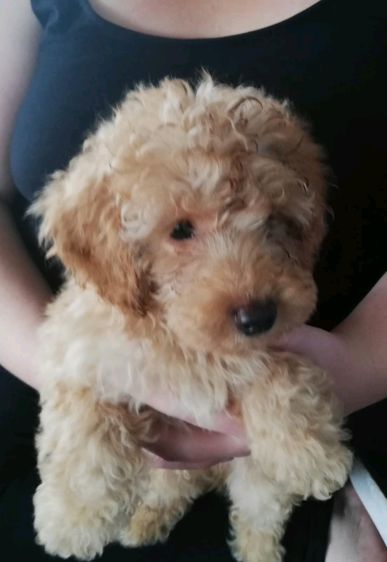 miniature poodle gumtree